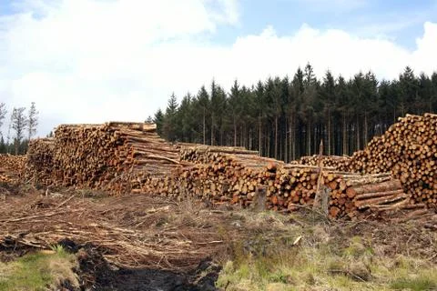 Forest pine trees log trunks felled by the logging timber industry which may Stockfoto's