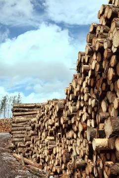 Forest pine trees log trunks felled by the logging timber industry which may Stock Photos