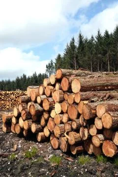 Forest pine trees log trunks felled by the logging timber industry Stock Photos