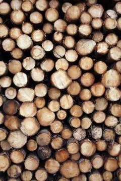 Forest pine trees log trunks background felled by the logging timber industry 스톡 사진