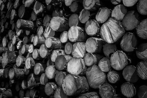 Forest pine trees logs Photos