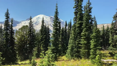 Forest with pine trees at Mount Rainier Stock Footage 214548737