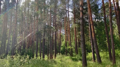 Forest, pine trees, optical flares Stock Footage 111665603