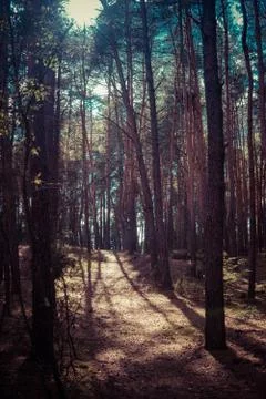 Forest with pine trees Stock Photos