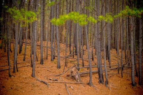 A forest of pine trees Stock Photos