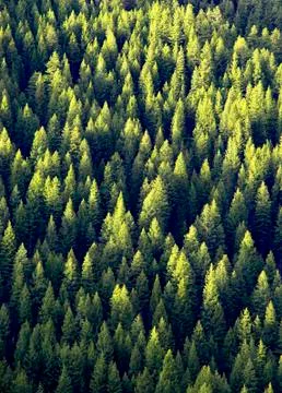 Forest of Pine Trees Foto stock