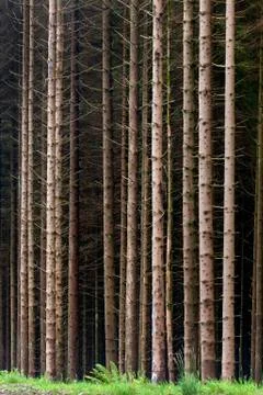 Forest of pine trees - Scotland Stock Photos
