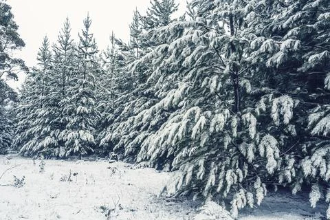 Forest of pine trees in snow Stock Photos