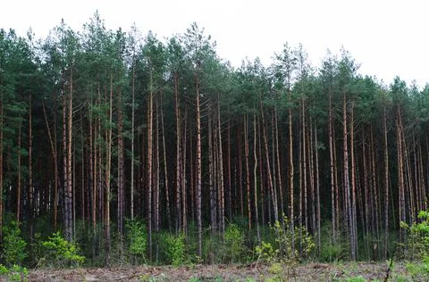 Forest pine trees in spring. Pine forest landscape. Forest scene. Spring fore Stock Photos