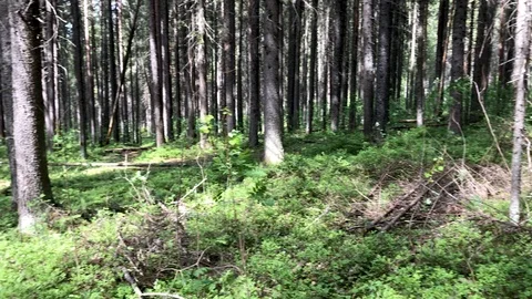 Forest with pine trees at summer day Stock Footage 114185136