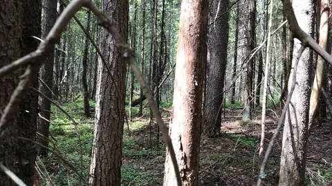 Forest with pine trees at summer day Stock Footage 114776491