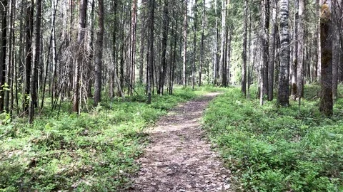 Forest with pine trees at summer day Stock Footage 115795397