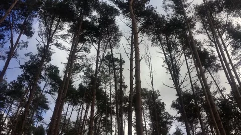 Forest of pine trees swaying violently in strong and gusty wind storm Stock Footage 265670812