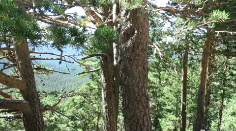 Forest pine trees from trunk to branch Stock Footage 56147258