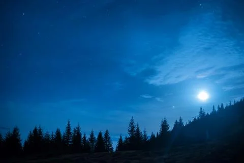 Forest of pine trees under moon and blue dark night sky Stock Photos
