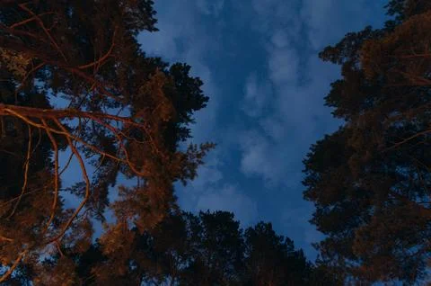 Forest of pine trees under moon and blue dark night sky with many stars. Sp.. Foto stock