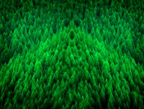 Forest of Pine Trees in Wilderness Mountains Stock Photos