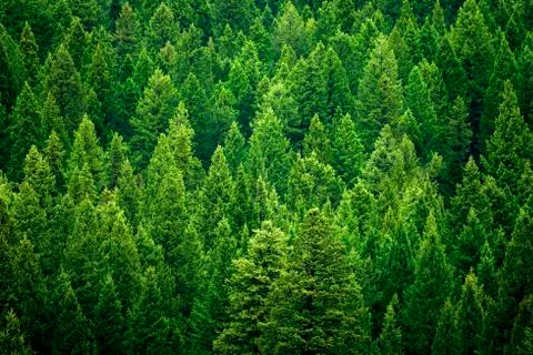 Forest of pine trees in wilderness mountains rugged Stock Photos