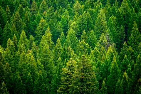 Forest of pine trees in wilderness mountains rugged Stock Photos