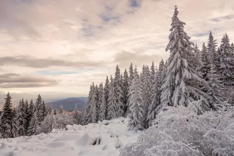 Forest pine trees in winter covered with snow in evening sunlight. Stock Photos