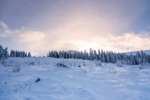 Forest pine trees in winter covered with snow in evening sunlight. Stock-Fotos