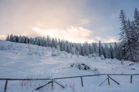 Forest pine trees in winter covered with snow in evening sunlight. Stock Photos