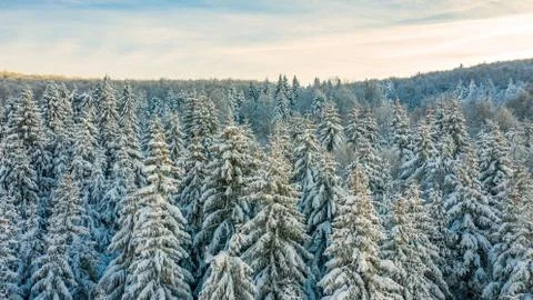 Forest pine trees in winter covered with snow in evening sunlight. Stock Photos