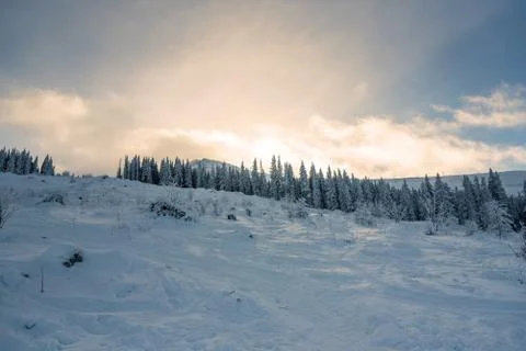 Forest pine trees in winter covered with snow in evening sunlight. Stock Photos