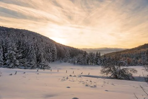 Forest pine trees in winter covered with snow in evening sunlight. Stock Photos