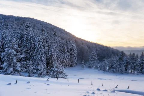 Forest pine trees in winter covered with snow in evening sunlight. Stock Photos