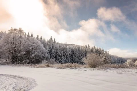 Forest pine trees in winter covered with snow in evening sunlight. Stock Photos