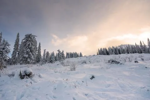 Forest pine trees in winter covered with snow in evening sunlight. Stock-Fotos