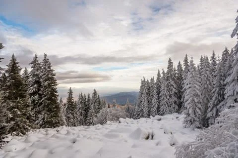 Forest pine trees in winter covered with snow in evening sunlight. Stock Photos