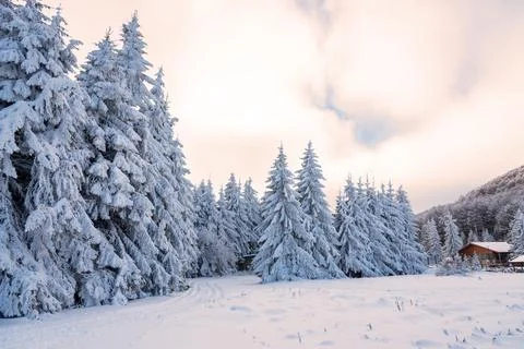 Forest pine trees in winter covered with snow in evening sunlight. Stock Photos