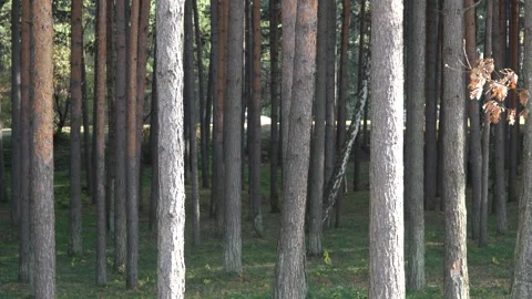 Forest Pine Trunks Form Dense Woodland Pattern With Vertical Lines And Subtle Stock Footage 321383665
