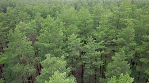 Forest pine wood aerial view green tree landscape spring colorful 스톡 동영상 236131663