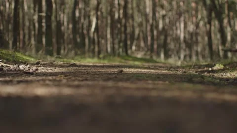 Forest pine woods landscape brown trunks evergreen trees fir-tree summer day Stock Footage 252099801