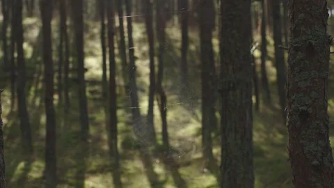 Forest pine woods landscape brown trunks evergreen trees fir-tree summer day Stock Footage 252099890