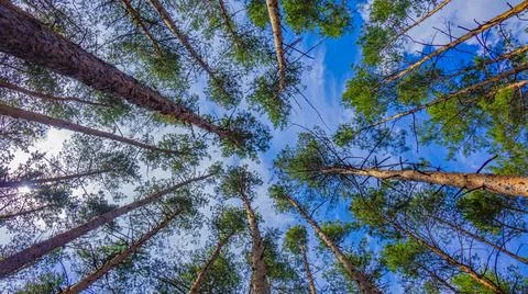 Forest. Pines, Cones. Beautiful nature. Stock Photos