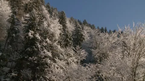 Forest of Pines Covered with Snow Video stock 10747808