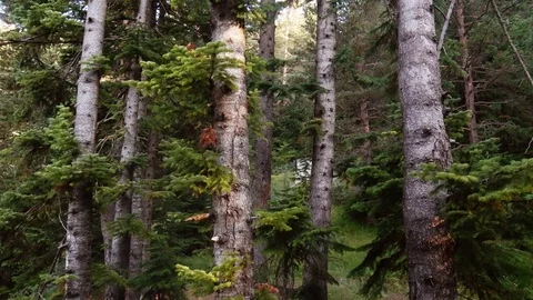 Forest Pines Video stock 84626622