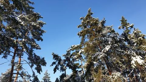 Forest. Pines. Snow. Pine trees Stock Photos