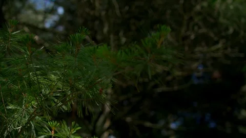 FOREST PINES IN THE SUMMER 스톡 동영상 105415147