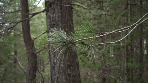 Forest Of Pines Tree In Sicily Mountain Focusing On The Needles In Etna Park  Vídeos de archivo 152751182