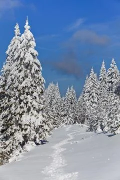 Forest with pines in winter Stock Photos