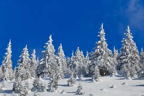 Forest with pines in winter Stock Photos