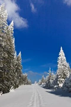 Forest with pines in winter Stock Photos