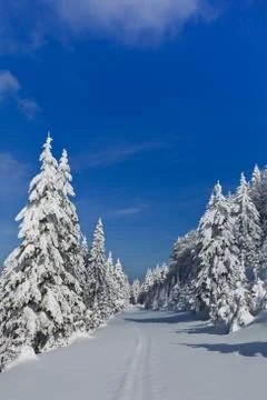 Forest with pines in winter Stock Photos