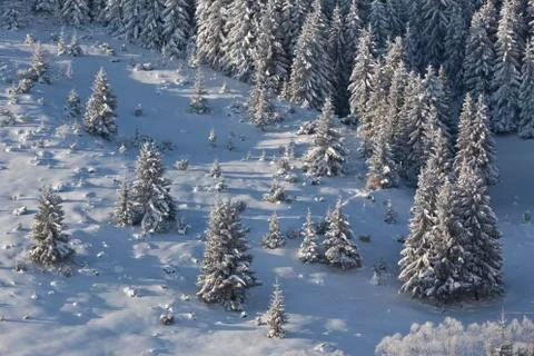 Forest with pines in winter Stock Photos