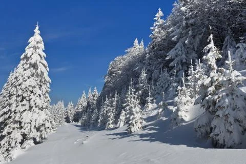 Forest with pines in winter Stock Photos